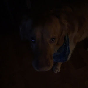 Meet your Posher, Abby